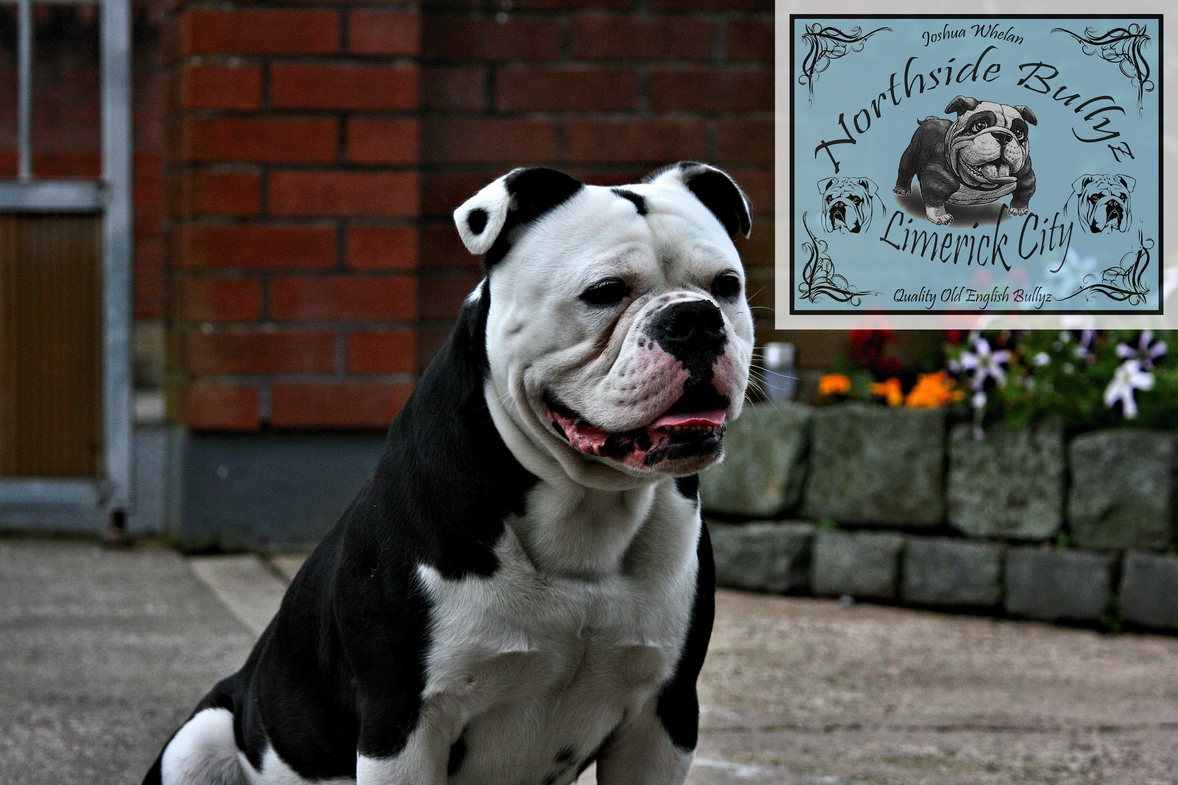 Oeb bulldog sale