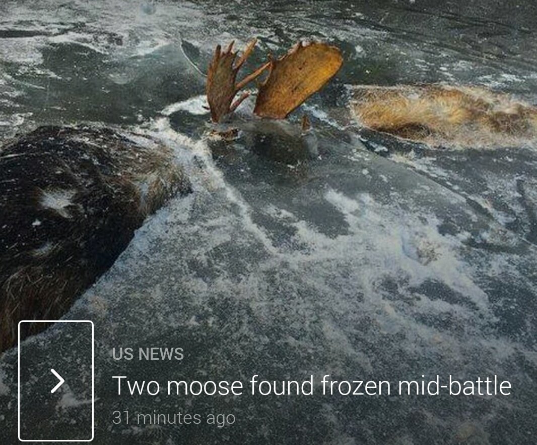 "Those poor moose."