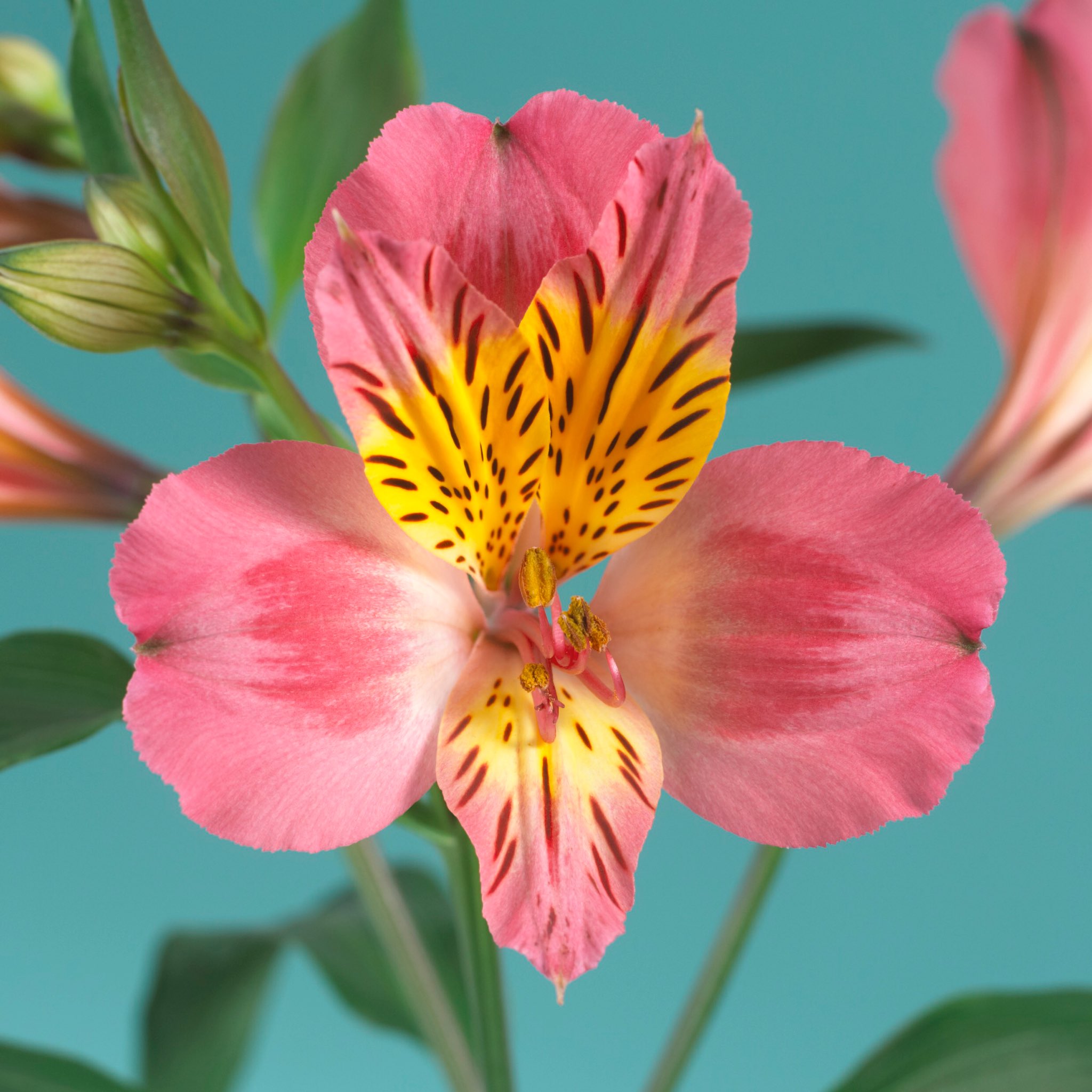 草木のこと Alstroemeria アルストロメリア 和名はユリズイセン 百合 でも水仙でもないのに その名前はないだろうと他人ごとながら思う 南米原産の植物で ペルーのユリ の呼名もある スェーデンの植物学者リンネがその種を採取したことから 彼の友人