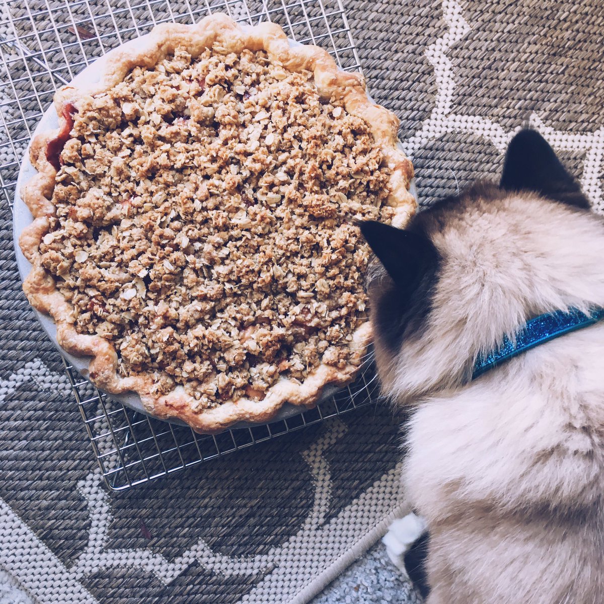 Your daily dose of cuteness, courtesy of Miss Latte (and pie, of course!)