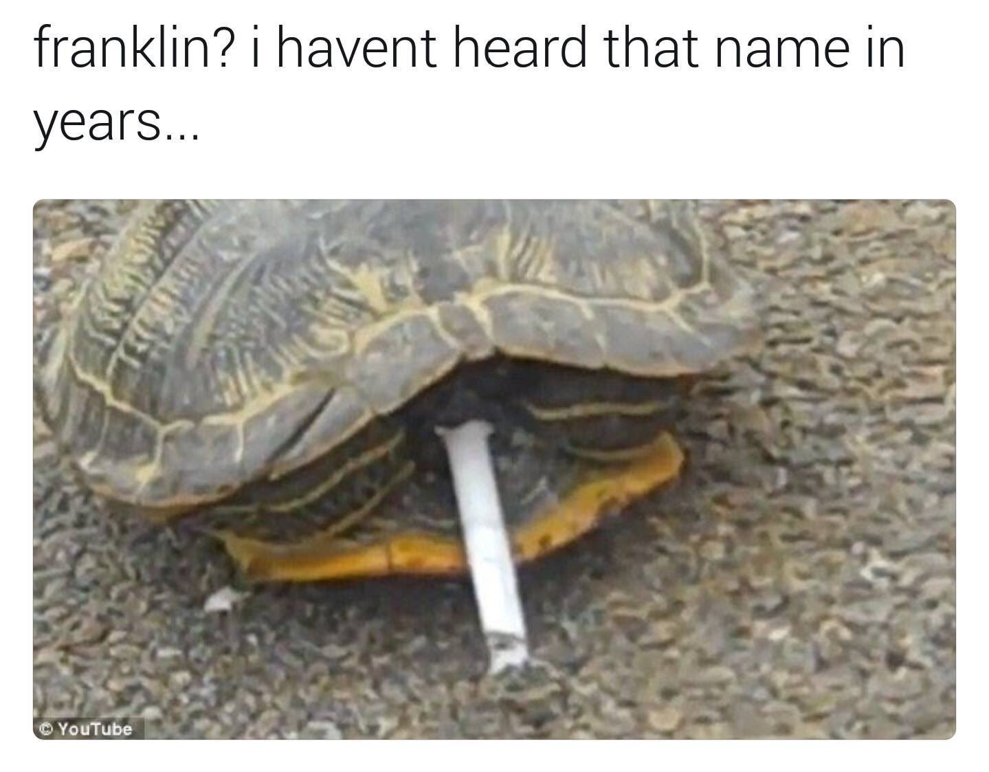 turtle funny meme