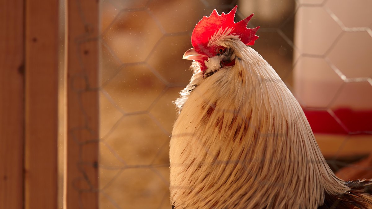 CMT's tweet photo. Cluck yeah! 🐔🙌 Get details on our CMT doc #ChickenPeople and remind yourself to watch this Wednesday: https://t.co/8ZgYu9VO4P @ChickenPeople https://t.co/0DZS47LlUs