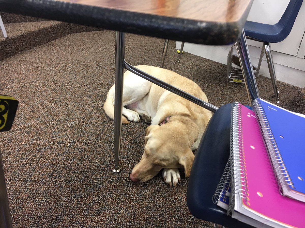 jgiljames's tweet photo. A class dog makes a day of grading much more tolerable. Wonder what it would do for students? @summitschoolws https://t.co/fTrP5y3axl