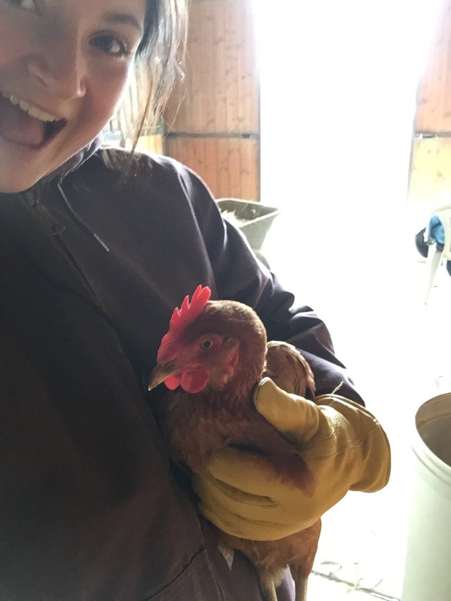 KarryannStanley's tweet photo. So exciting news you guys, I caught my first chicken today 🐔🙌🏻 https://t.co/WCY6ZiZepR
