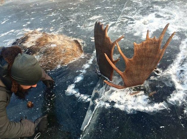 weathernetwork's tweet image. Now here&apos;s something you don&apos;t see everyday. Two moose found frozen in battle. See photos here. ow.ly/HO3k306kYYS