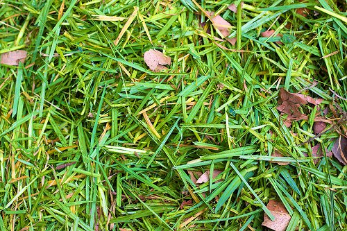 8 Ideas For Using Grass Clippings That Most People Probably Have Not Thought Of - homesteadingfreedom.com/8-ideas-for-us…
