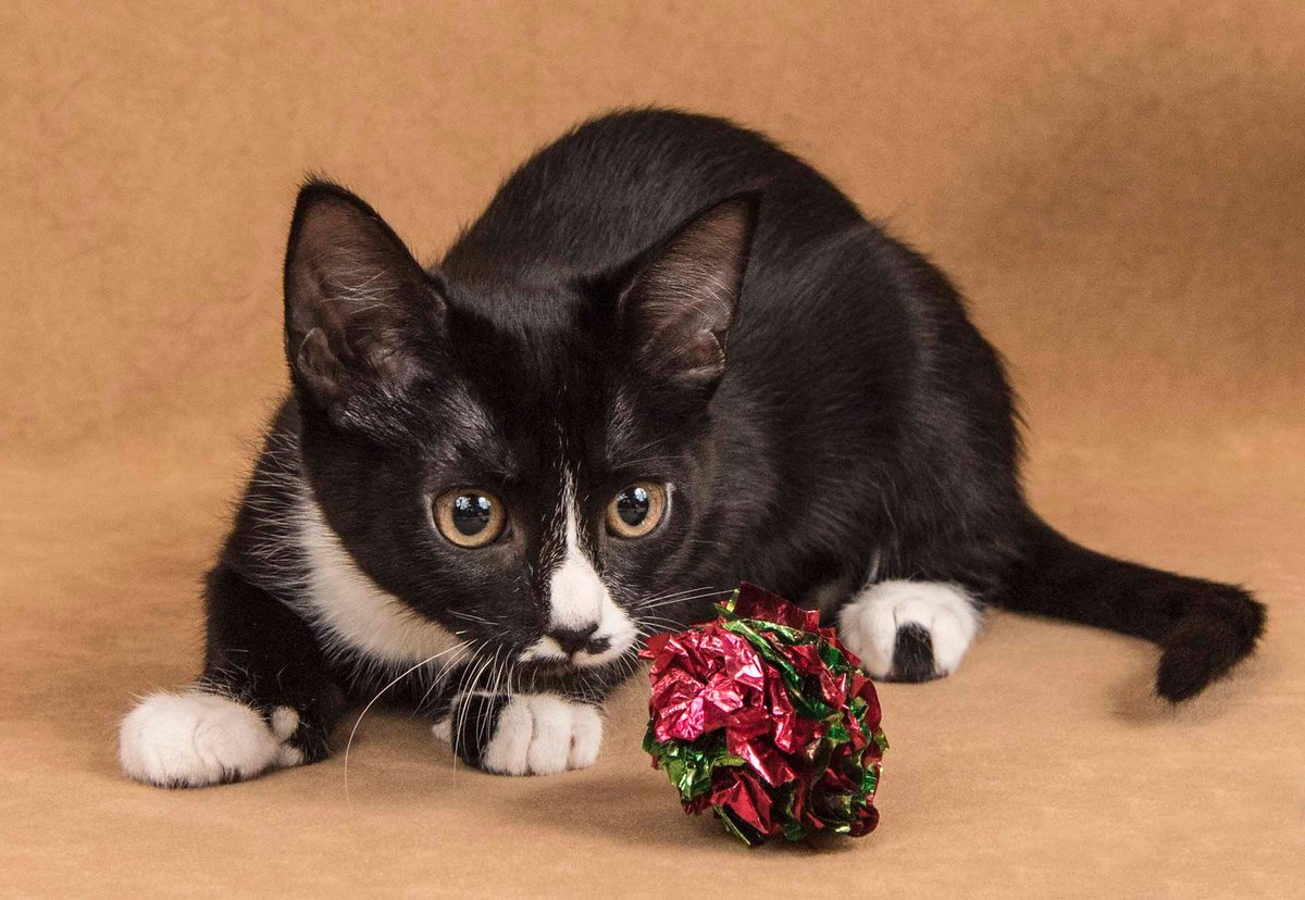 Leah joins <a href="/yolo_spca/">Yolo County SPCA</a> adoptable animals today at <a href="/Petco/">Petco</a> Davis #yolospcafoster #adoptdontshop