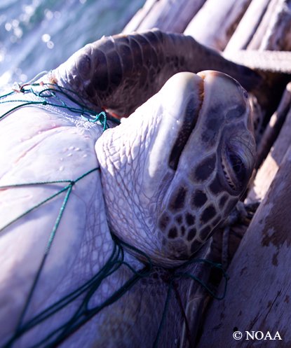 Thousands of #marine animals become entangled in drift #gillnets. Sign the petition to stop this terrible practice! bit.ly/2fuqCZe