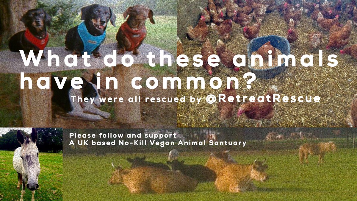 Charity doesn't start at home.

It starts with #Compassion 💖

Please support @RetreatRescue no kill #animal sanctuary 💖

Go #vegan 💕

🐄🐓🐇🐐🐂💕