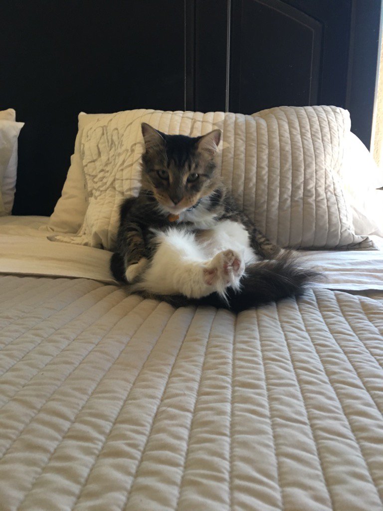 mya_mainecoon's tweet photo. Do I watch you bathe?#privacy #cats https://t.co/eL7bDme3e8