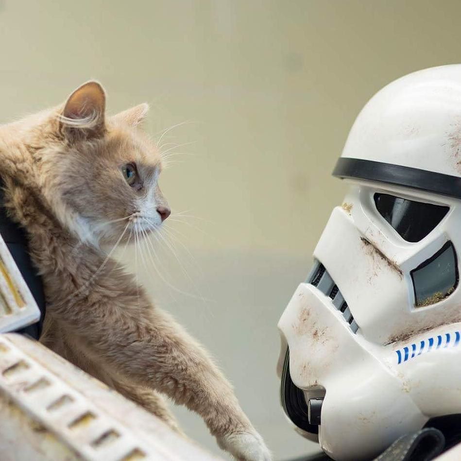 This one's not giving up any intel... #Caturday #501st <a href="/GarrisonCarida/">Garrison Carida</a>
