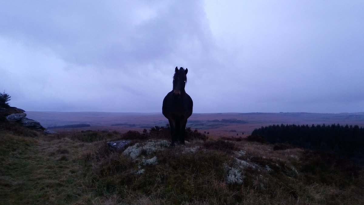 ButterfieldDru's tweet photo. Found the ponies on Bellever just before dark. #conservationgrazing #dartmoor #dartmoorpony https://t.co/CgmEn7EMac