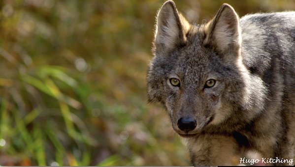 AlgonquinWRS's tweet photo. New research in press @CanFieldNat about threatened Eastern #wolf behaviour @Algonquin_PP. Teasers: #FoodCaching #Sphagnum #Bog https://t.co/HTU9Dy6nCF