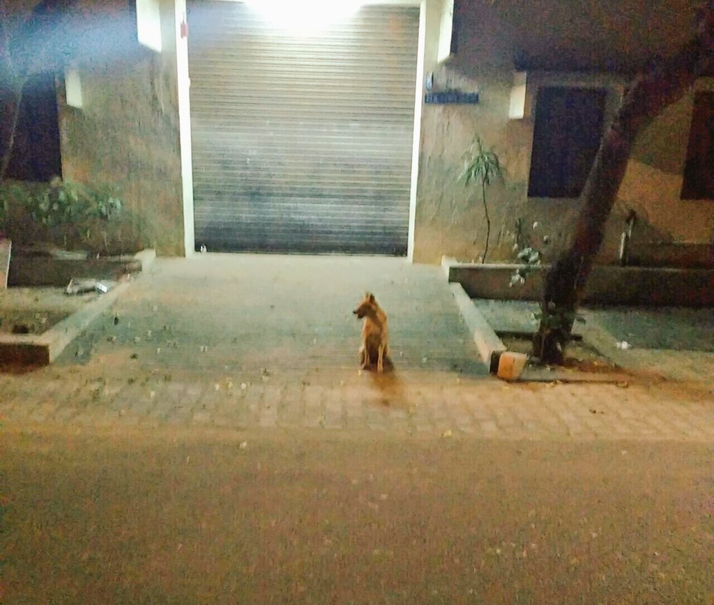 TeamVimaanas's tweet photo. It's workshop time...and #Whiskey remembers!!! 😊
Here's the annual #shoutout to our workshop #mascot! ❤ 😘 https://t.co/R98H6XollH