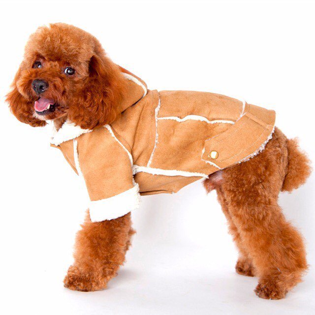 ugg jackets for dogs