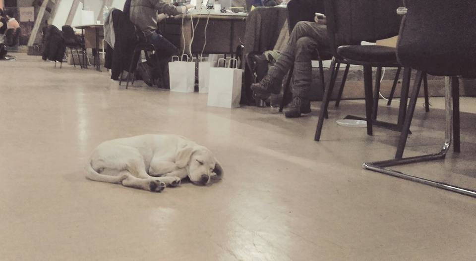Code4Romania's tweet photo. Nobody said this #hackaton was gonna be easy. Some of us are resting so they can help us more later. #code4romania #civicdev https://t.co/UkAkYPK55S