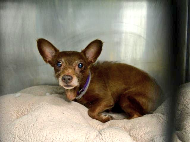 gaviota330's tweet photo. ZEPPELIN IS SAFE
TKS TO ALL HUMANS HELPING
#RESCUES SAVE LIVES
#FOSTER
#ADOPT
#NYC ANIMAL CARE CENTER INHUMANELY KILLS PETS DAILY https://t.co/U3i3j8tEd5