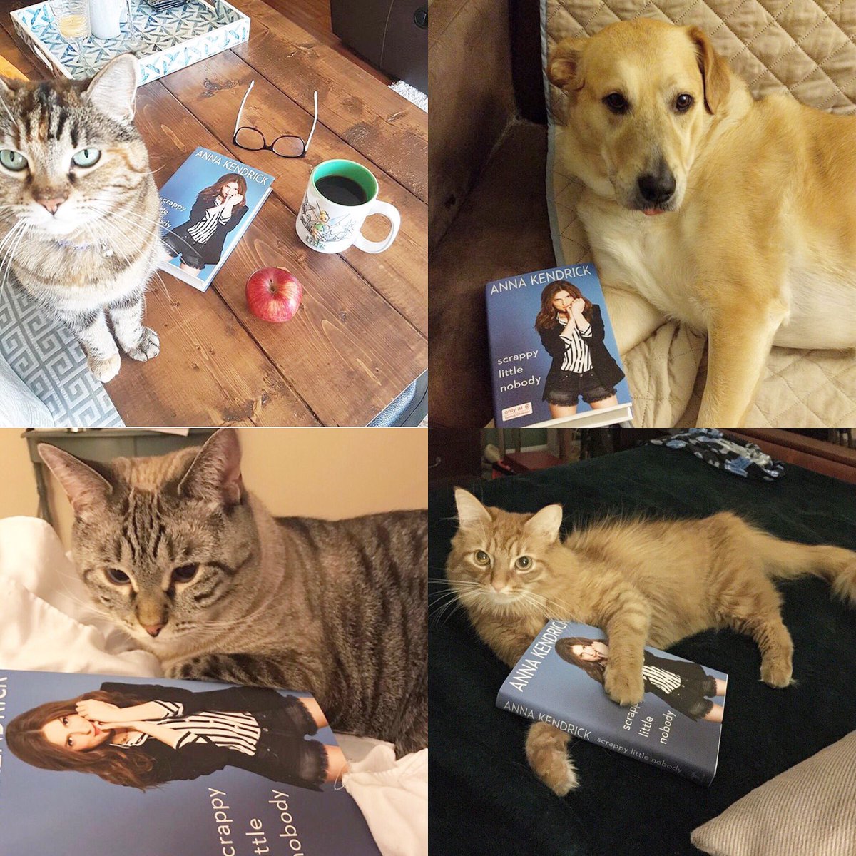 47LittleWeirdos's tweet photo. @AnnaKendrick47 at first it was the #BecaEffinMitchell pose, now the smart animals that can read, what's next kendrick? https://t.co/2R8HQ9FCqS