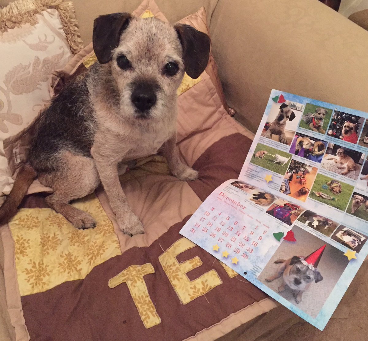 TedTerrier's tweet photo. Yay! My calenda haz awwived &amp; there iz a pic ov me! Fanks @Feelwells Mrs M fer lubly treets too - alweddy twied &amp; appwoved 😀 https://t.co/r3VbTry4MQ