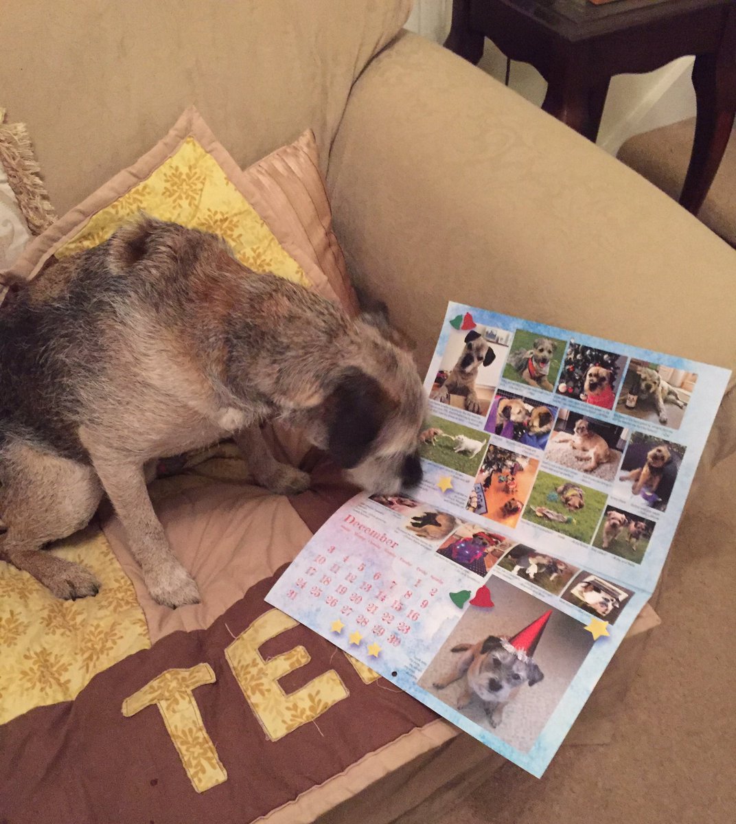 TedTerrier's tweet photo. Yay! My calenda haz awwived &amp; there iz a pic ov me! Fanks @Feelwells Mrs M fer lubly treets too - alweddy twied &amp; appwoved 😀 https://t.co/r3VbTry4MQ