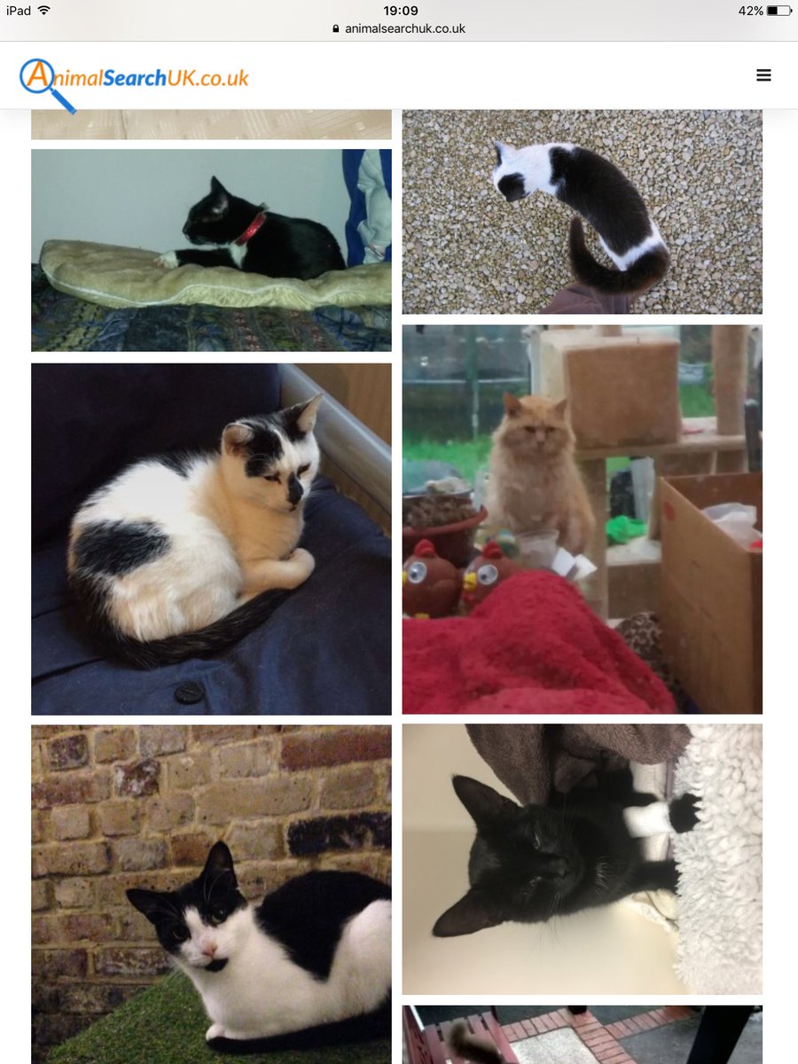 EssexCats's tweet photo. Pls RT #FindPeteysFriends #lost #cats recently #found in last few weeks @PetsLocated @MissingPetsGB #foundcat #catsfound #missing https://t.co/3diLZ2IY3m