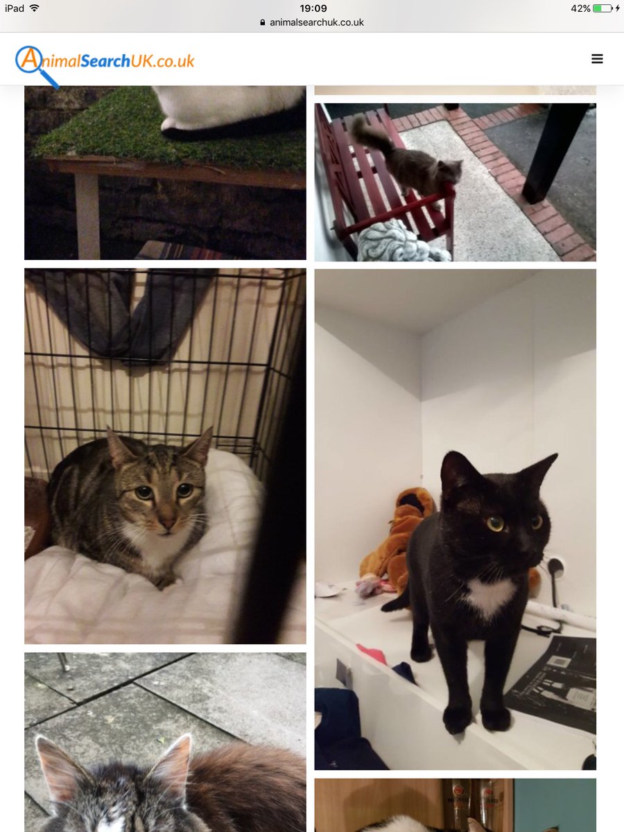 EssexCats's tweet photo. Pls RT #FindPeteysFriends #lost #cats recently #found in last few weeks @PetsLocated @MissingPetsGB #foundcat #catsfound #missing https://t.co/3diLZ2IY3m