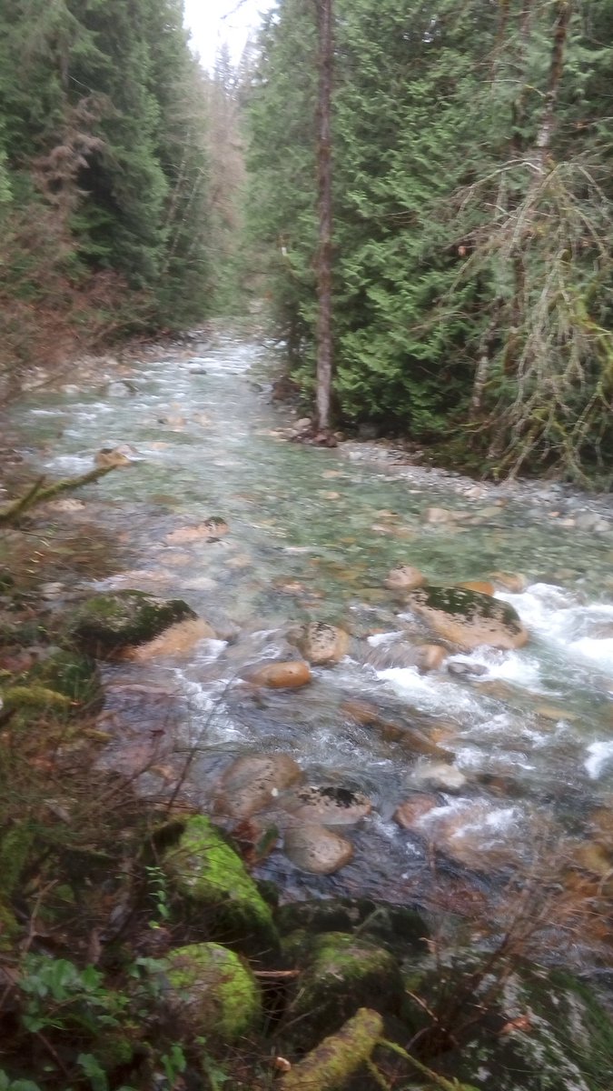 ERubberTires's tweet photo. Great morning #trail #running @MountSeymour #PhantomRun #BritishColumbia https://t.co/1GKQpQdkRJ