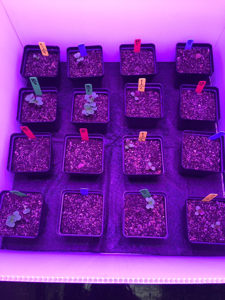 Ana Casanova tweet media