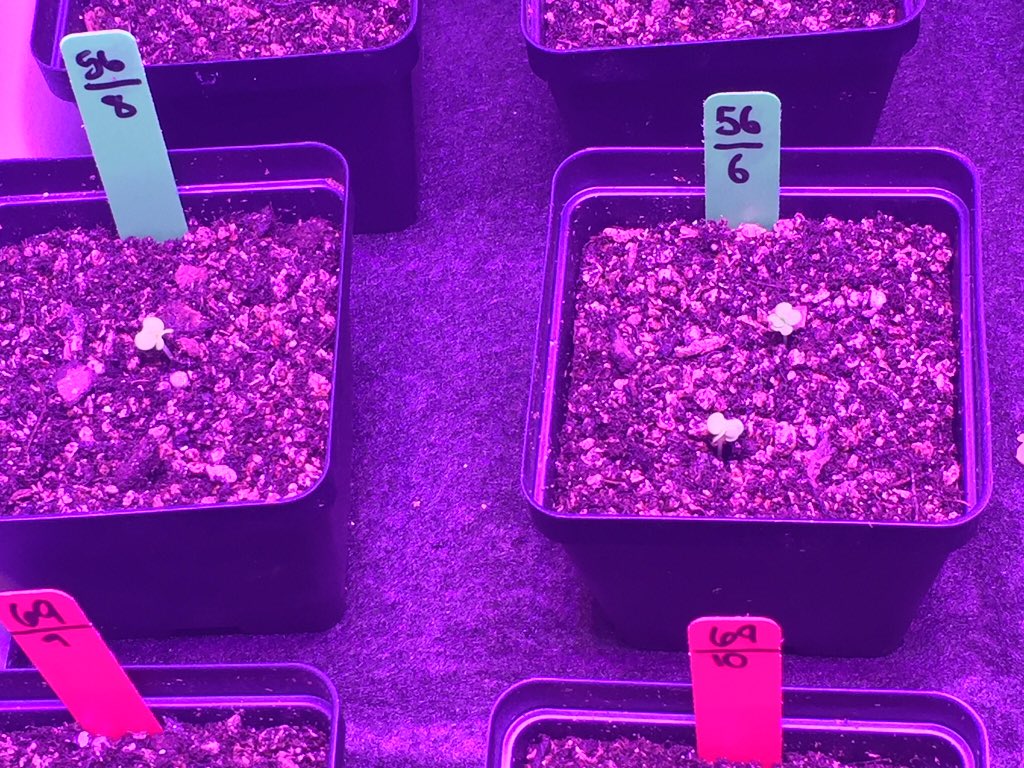 Ana Casanova tweet media