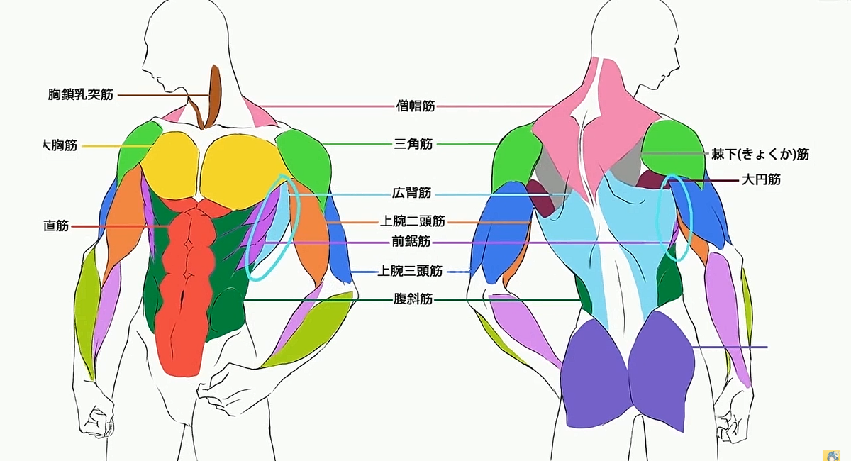 お絵かき講座パルミー 夏休み割 開催中 Twitter પર 上半身の筋肉の描き方講座 男性キャラクターの上半身の筋肉 を描く方法を 色分けされたイラストを用いて解説します 筋肉質な体つきのシルエットから細部の描き方までレクチャーしていきます 正しく筋肉の
