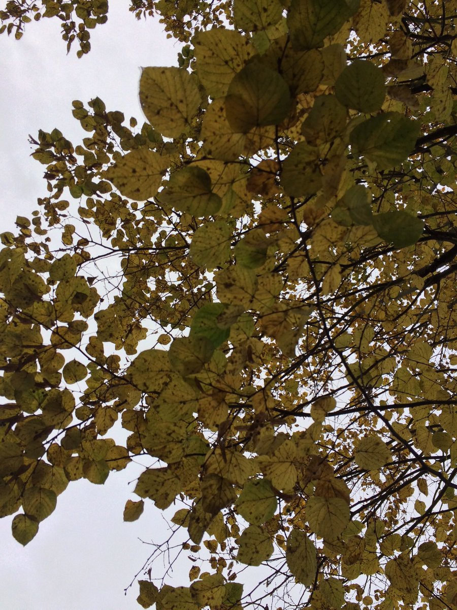 walkinglantern's tweet photo. Dark lime leaf shadows in the autumn dusk
#autumn #autumneve #limetree #limeleaves #southfields #naturelover #autumnlove #treeandsky #london https://t.co/pycTergnLq