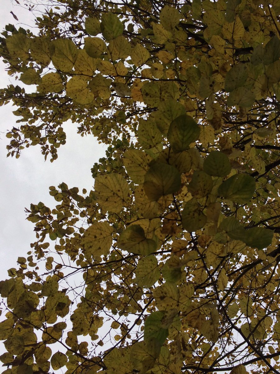 walkinglantern's tweet photo. Dark lime leaf shadows in the autumn dusk
#autumn #autumneve #limetree #limeleaves #southfields #naturelover #autumnlove #treeandsky #london https://t.co/pycTergnLq