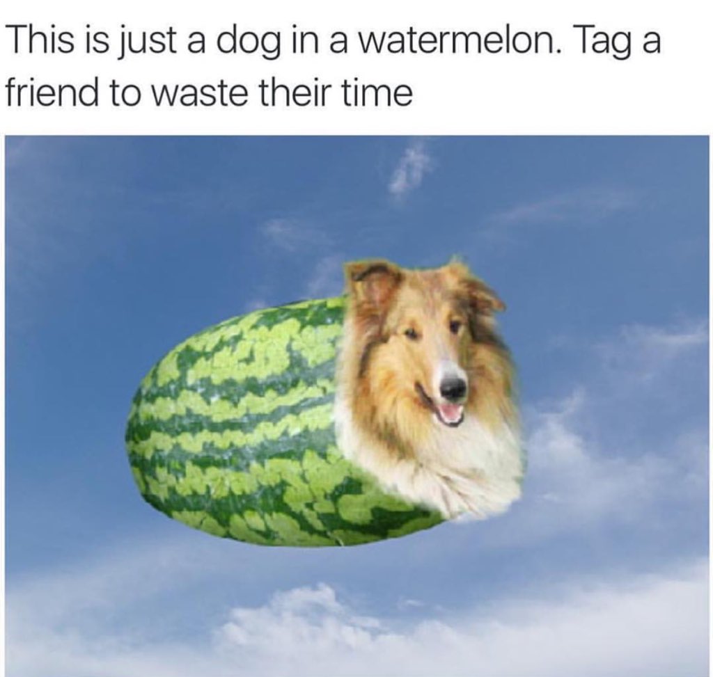 memep on Twitter "Swag who wouldn't want to see a dog in a watermelon
