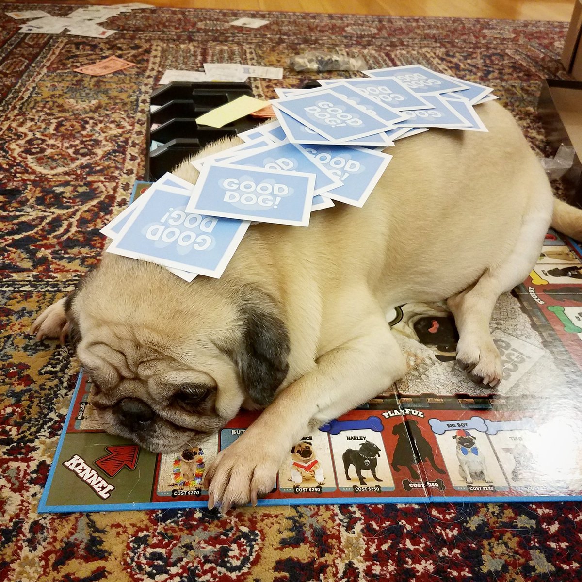 funaek's tweet photo. Well if we can't play Pugopoly, we'll play Sunnyopoly https://t.co/I7aLu8T5CO