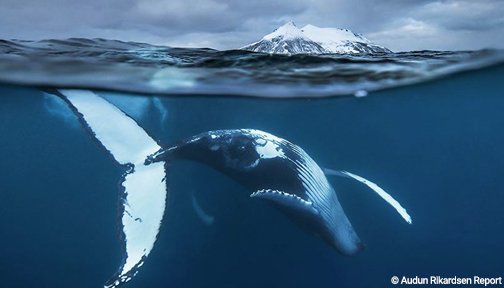Biology professor photographs Arctic whales and his photos will take your breath away. via <a href="/boredpanda/">Bored Panda</a> ow.ly/vZ4u306cgnC