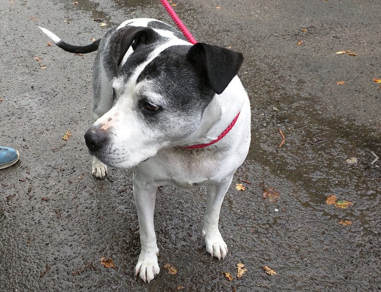 UKRescueDogs's tweet image. #NorthWales Meet zestful Zak @MerlinRescue.
Zak is a lovely Staffie Cross, who is 11 years old.
This wonderful ... rescuedogs.org.uk/dog-rescues/wa…
