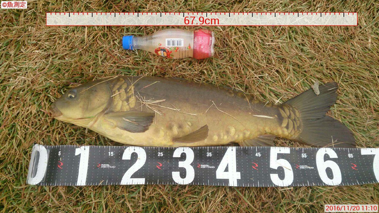 がぶ 彡 1本目 ドイツ 鯉釣り ボイリー カープフィッシング Carp ドイツ鯉 クリルフィースト T Co Imuv6ljk1e Twitter がぶ 彡 1本目 ドイツ 鯉釣り ボイリー カープフィッシング Carp ドイツ鯉 クリルフィースト T Co Imuv6ljk1e Twitter