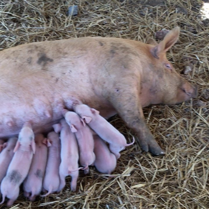 Down on the farm ift.tt/2griVof
