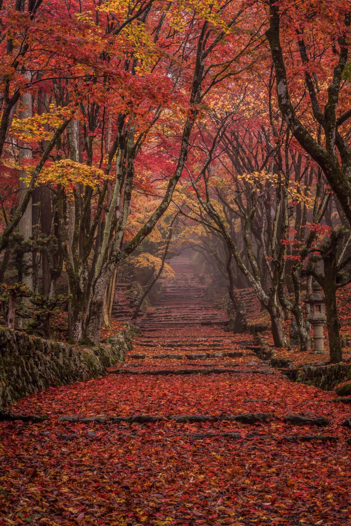 滋賀県「鶏足寺」の紅葉が美しすぎる…一度は行ってみたい！！