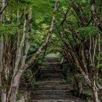 滋賀県「鶏足寺」の紅葉が美しすぎる…一度は行ってみたい!