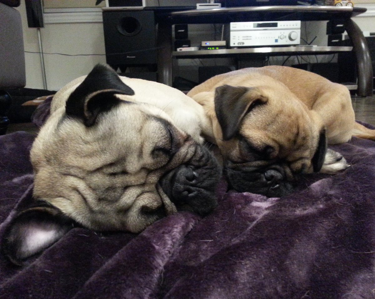 muffin_son's tweet photo. Good night twitter!!  #muffin #muffinthepug #waffle #wafflethepug #fatherandson #goodnight #pug #pugs #puglove #puglife #the6ix #muffinnson https://t.co/MSoQD8saP4
