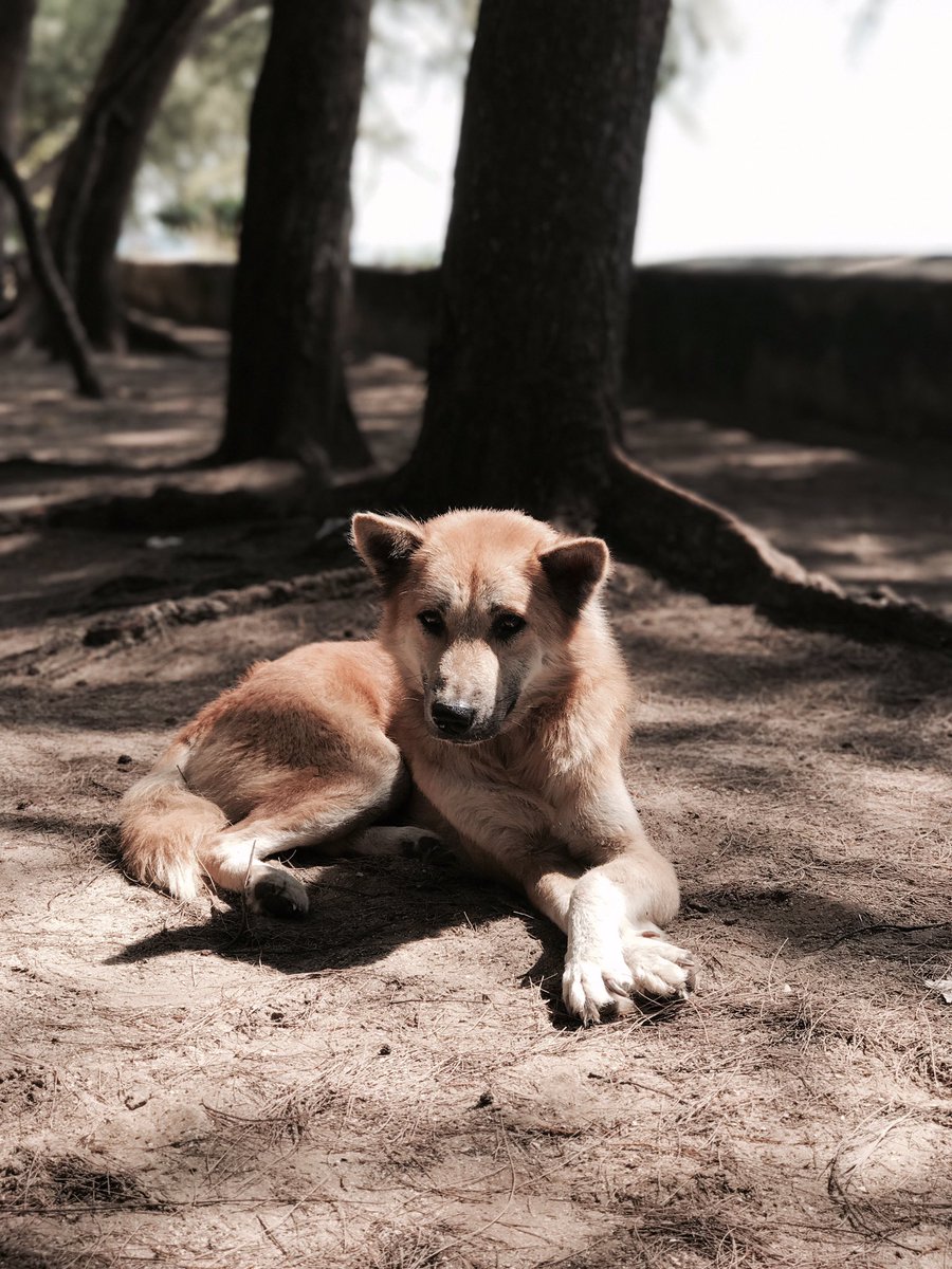 bubiejeedjeed's tweet photo. หมาทะเล🐶🏝 #iphone7plusth https://t.co/lcexicAz1f