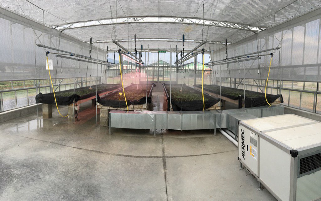 cersaa_news's tweet image. Nuova sperimentazione nella serra #SamLab di produzione di #basilico con tecnologie abbasso impatto ambientale