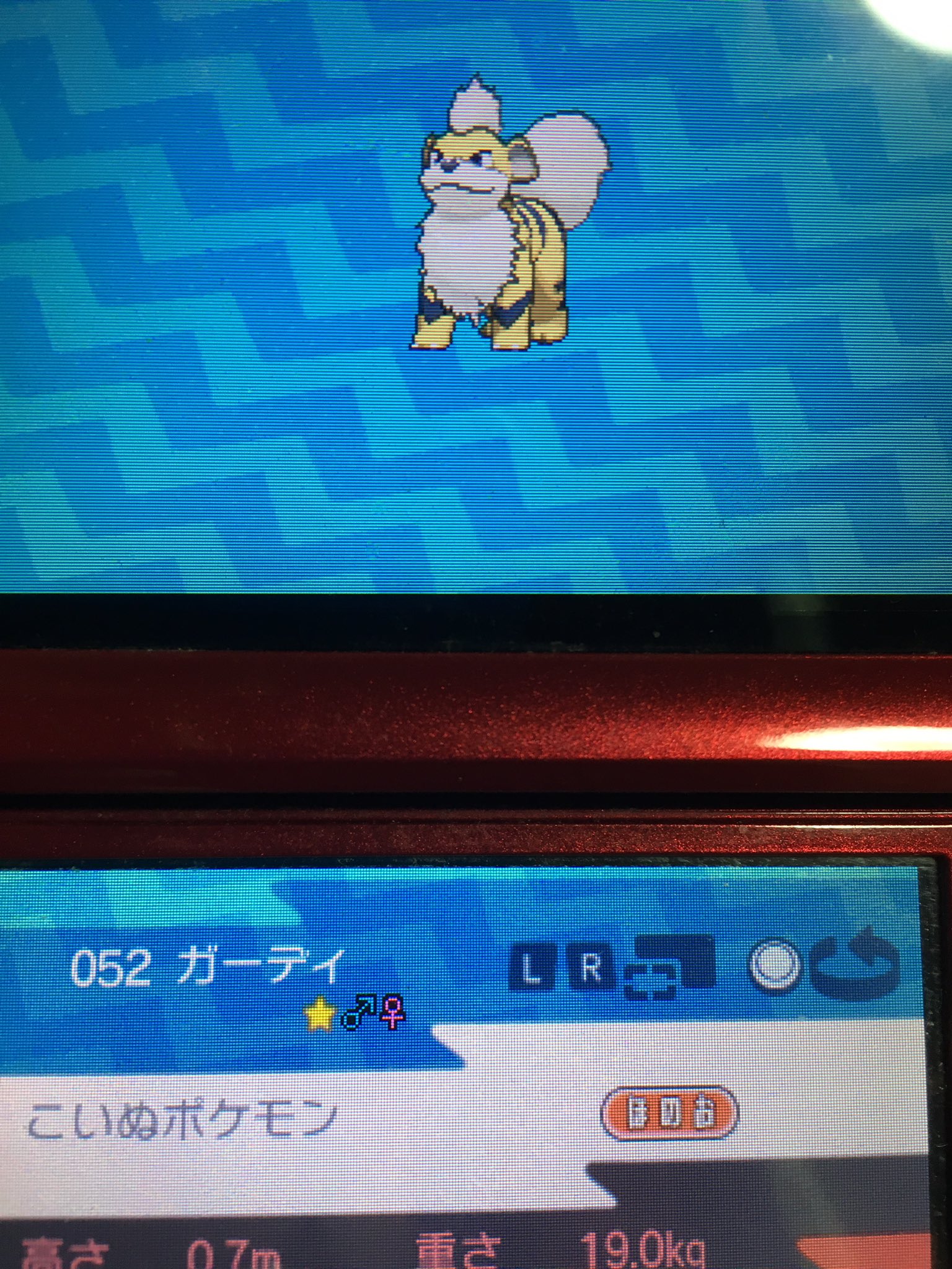 江口祐太 ポケモンムーンで初の色違い出ました ポケモンサンムーン 色違いポケモン ガーディ T Co Wwkkyofpjc Twitter