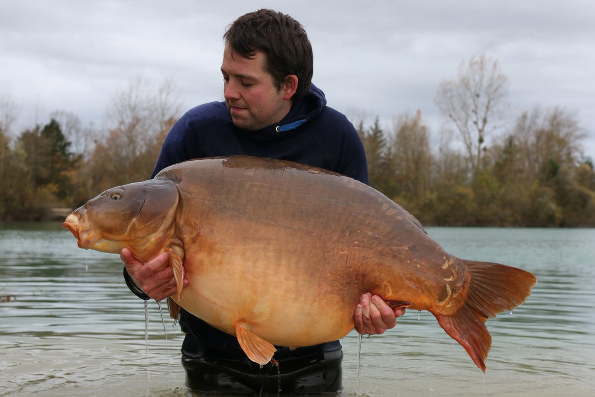 GiganticaCarp's tweet photo. This is what dreams are made of! Steve has landed Fudgy's from the Stock Pond swim at a massive weight of 85.08lb #teamkorda #carponlybigger https://t.co/vabsbiZeUm