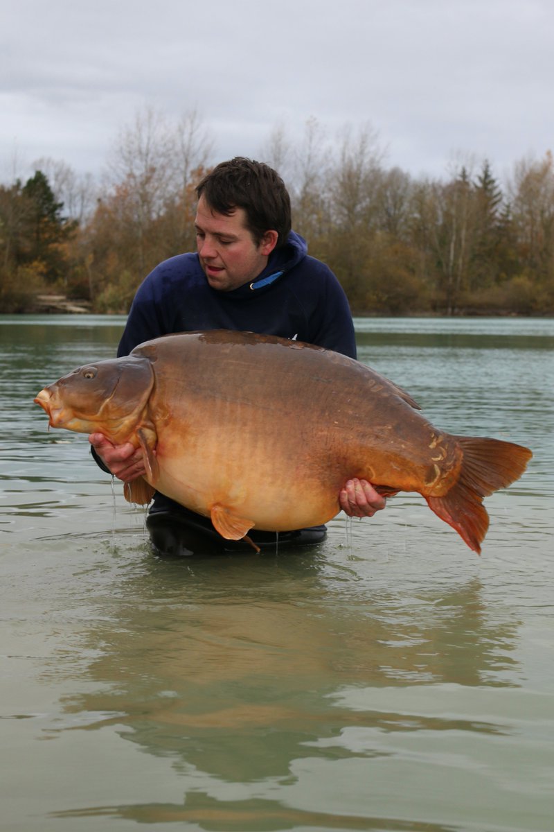 GiganticaCarp's tweet photo. This is what dreams are made of! Steve has landed Fudgy's from the Stock Pond swim at a massive weight of 85.08lb #teamkorda #carponlybigger https://t.co/vabsbiZeUm