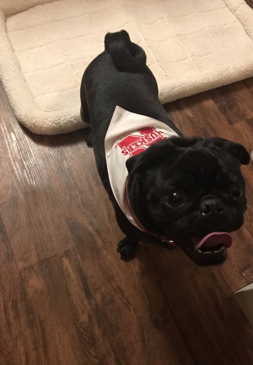 ThePugSteve's tweet photo. Had a blast rootin' on the husker during there big game yesterday! #GBR https://t.co/FWL3HdjFpQ