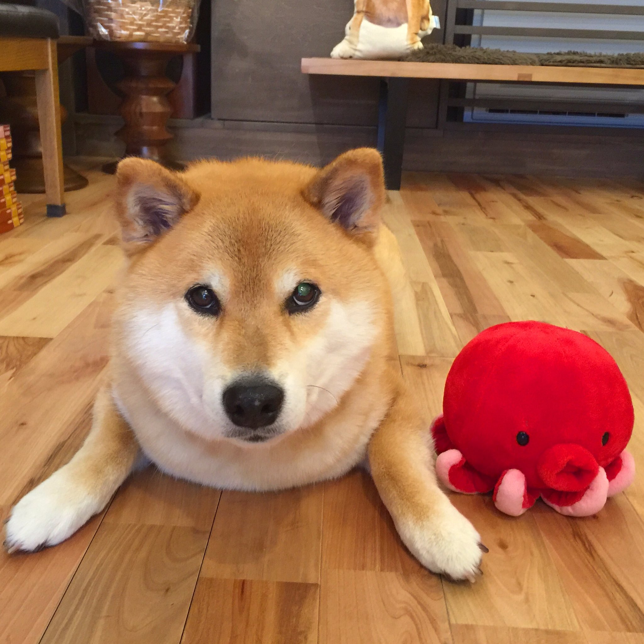 驚きの安さ うさまる様専用 秋田犬虎毛さん柴犬さん 日本正規品