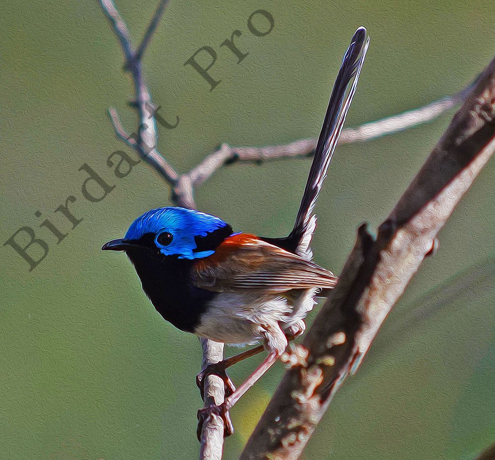 Muzza9958's tweet photo. BirdartPro @Muzza9958 
Always a good subject.
Variegated Fairy-wren.
#Birds #Fairywrens  #Photography #Art 
https://t.co/BdfIjQhwNm … … … https://t.co/uOe8wkmM0j