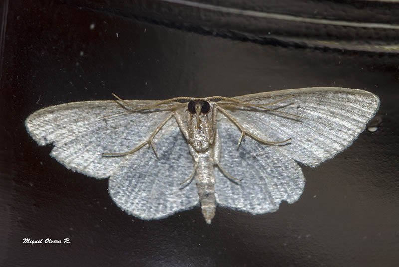 MiguelOlverAlas's tweet photo. #VERpolillas desde abajo. #LEPIDES #CostaTropical 18nov16 #moth seen from below https://t.co/WmiathN1Gb